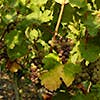 Weingut Fritz Haag