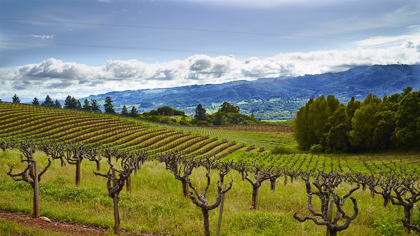 Monte Rosso vineyard in Sonoma's Moon Mountain District