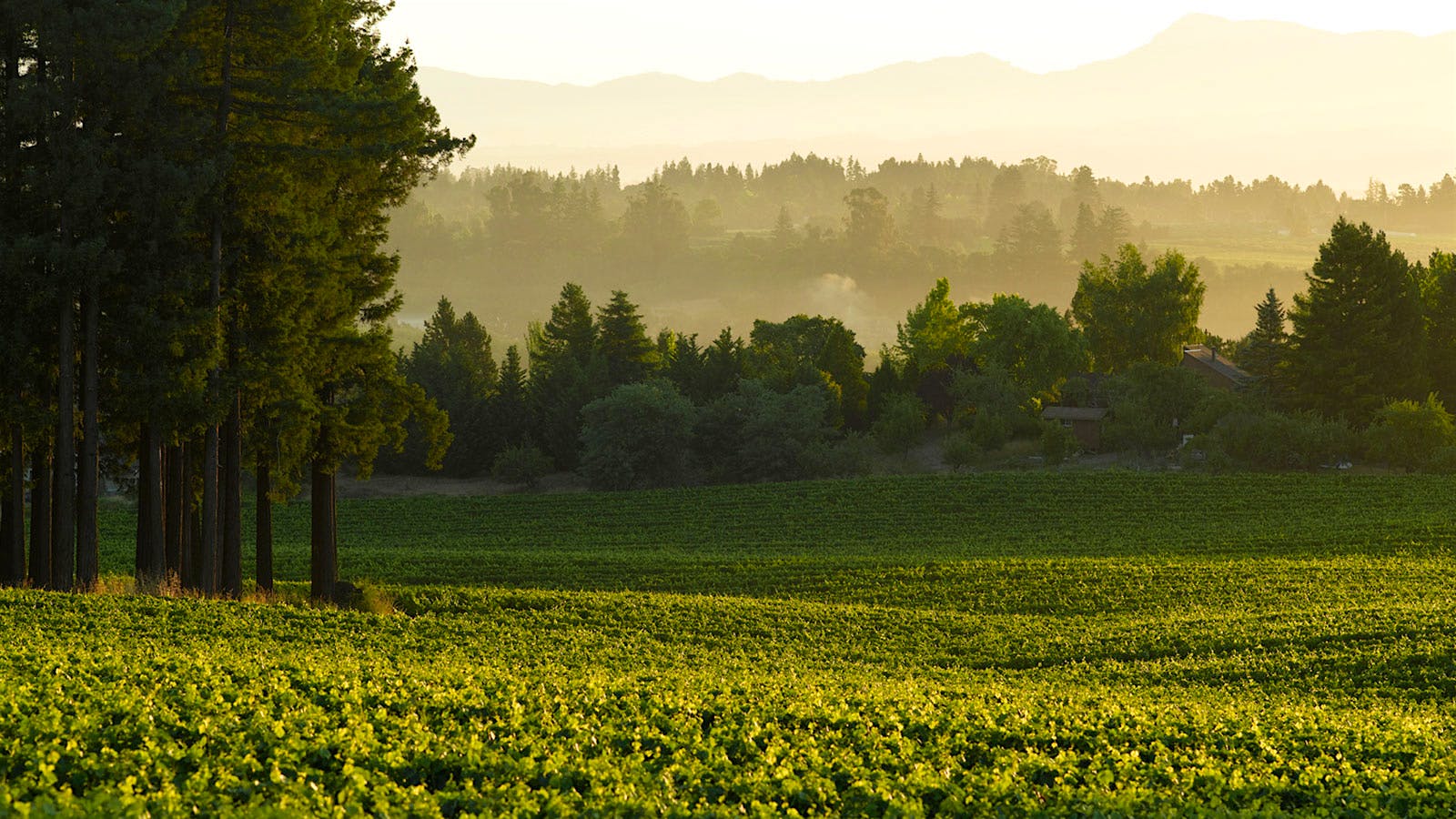 Vines of Dutton-Goldfield Winery in Sonoma's Russian River Valley