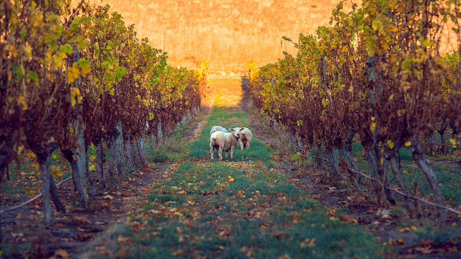 Sheep grazing in a vineyard used by Rapaura Springs in New Zealand