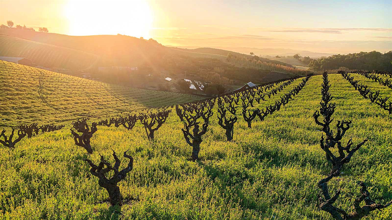 Turley's Pesenti Vineyard in Paso Robles, California