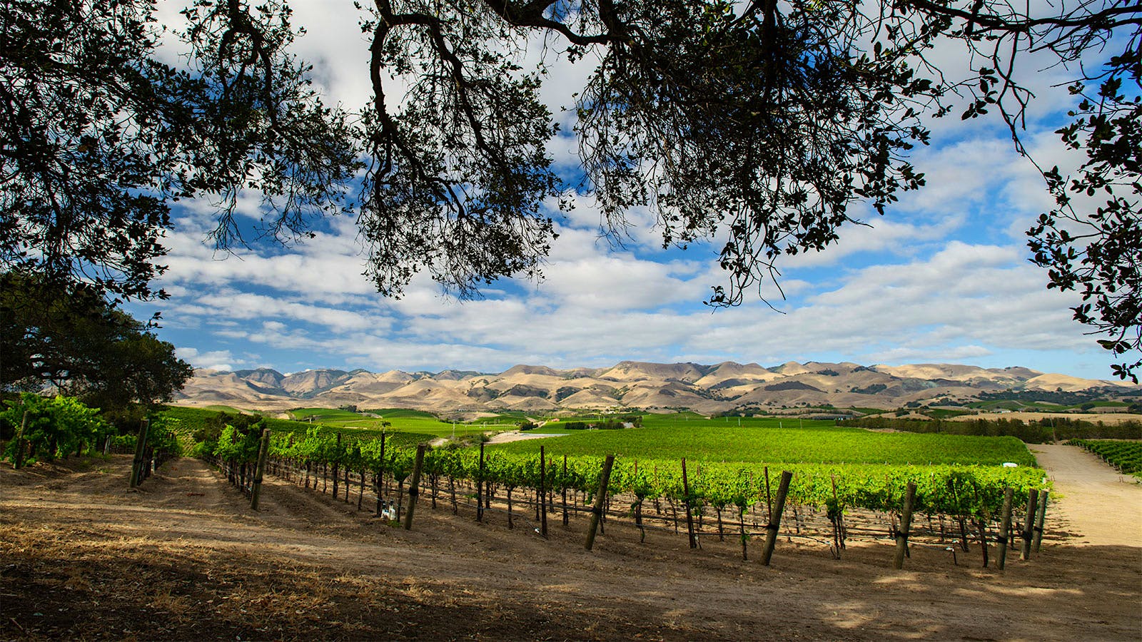 Edna Valley vineyard used by Stephen Ross in California