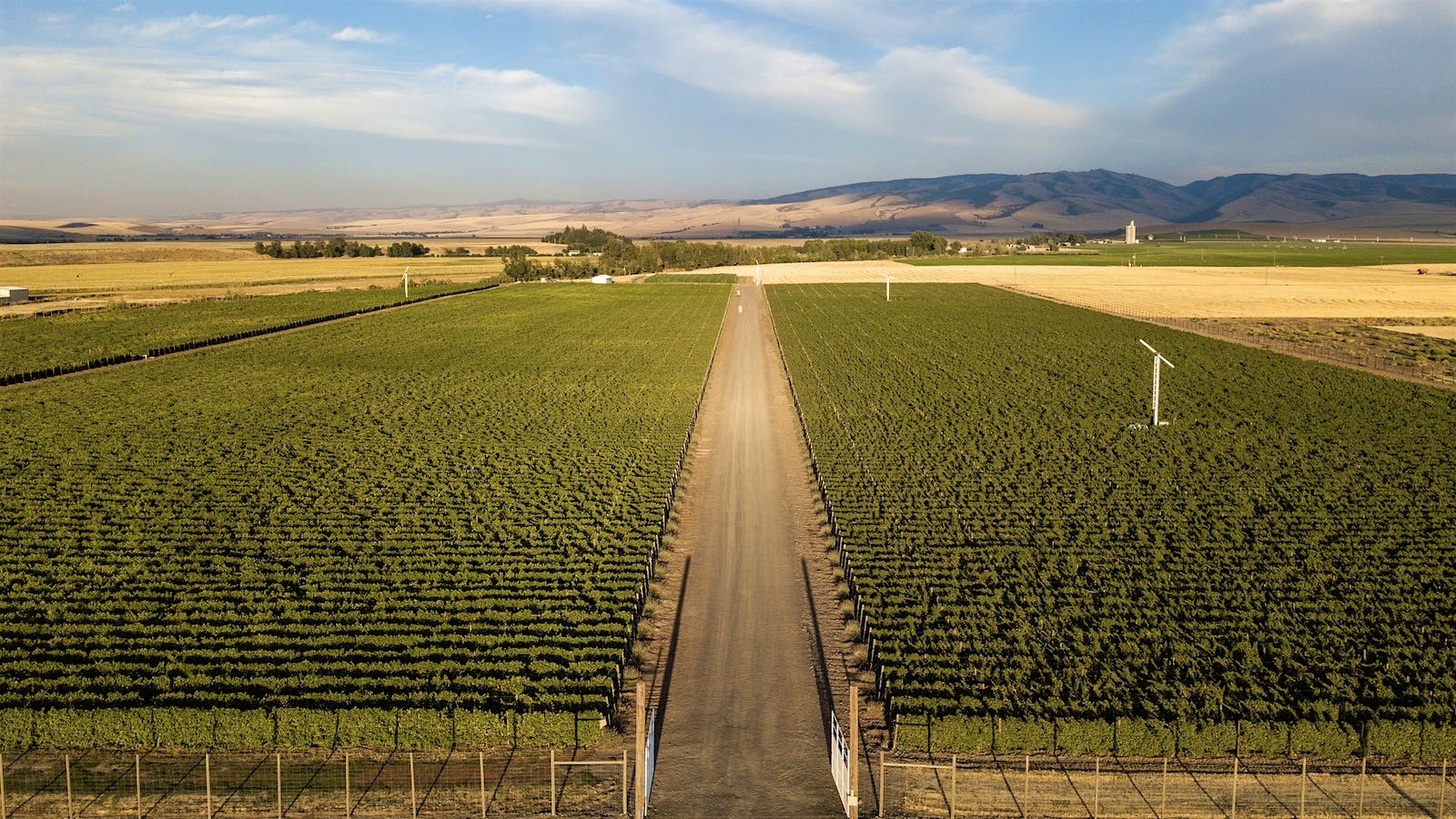 Horsepower vineyards in Walla Walla Valley, Washington