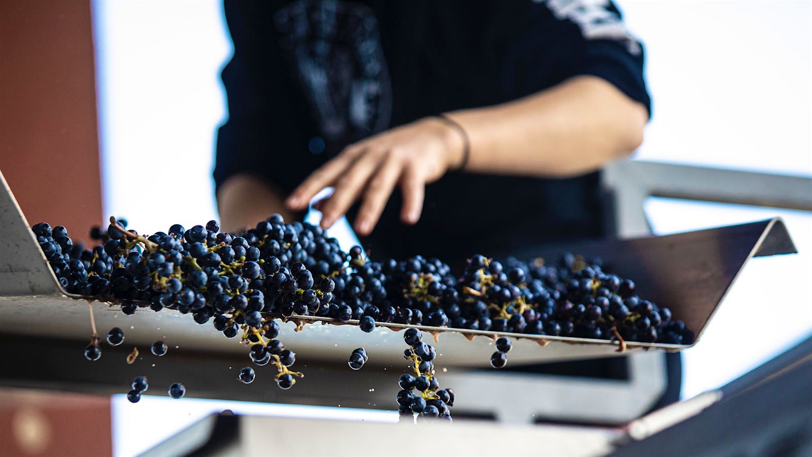 A worker sorts grapes at Sleight of Hand winery in Washington state.